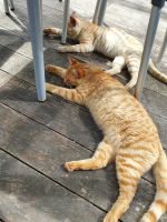 Azoren, schönes Katzenleben....