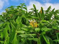 Azoren, wilder Ingwer