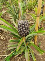 Azoren, Insel Sao Miguel, Ananasplantage