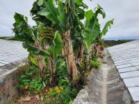 Azoren, Insel Sao Miguel, Bananenstaude