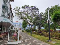 Azoren, Pontadelgada, Jacarandabaum