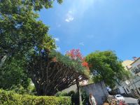 Azoren, Insel Terceira, Drachenbaum