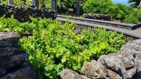 Azoren, Insel Terceira, Weinanbau in Biscoitos