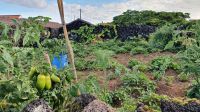 Azoren, Insel Pico, Weinanbau und Gemüsegarten