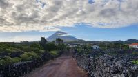 Azoren, Insel Pico, Wanderung durch die Weinfelder