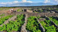 Azoren, Insel Pico, Weingärten