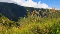 Azoren, Insel Faial, Caldeira 