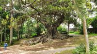 Azoren, Insel Sao Miguel, Pontadelgada, Ficusbaum im Bot.Garten