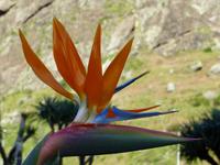 201. Madeira