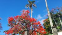Azoren,  Flamboyant Baum