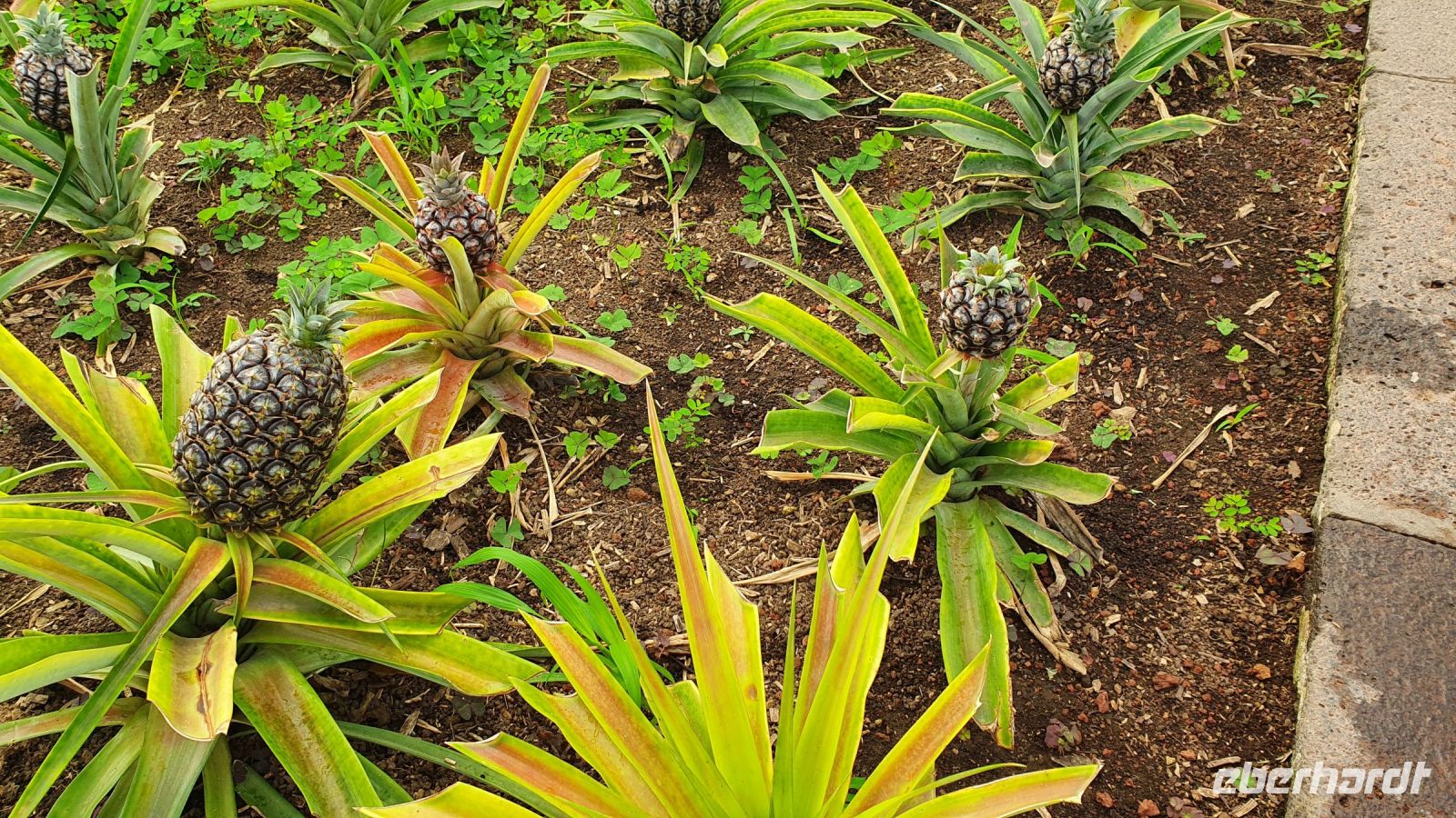 Insel Sao Miguel, Ananasplantage