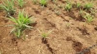 Ananasplantage, hier wachsen neue Pflanzen aus der quer eingepflanzen Wurzel