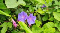 Blaue Prunkwinde oder Ipomoea