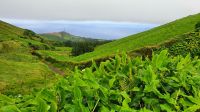 Insel Sao Miguel, Wanderung Sete Cidades