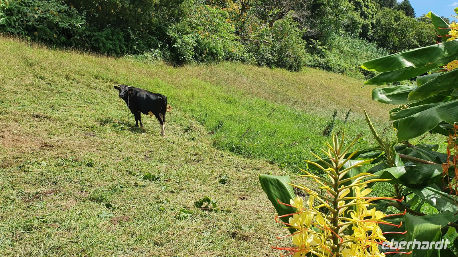 stolzer Stier auf der Weide
