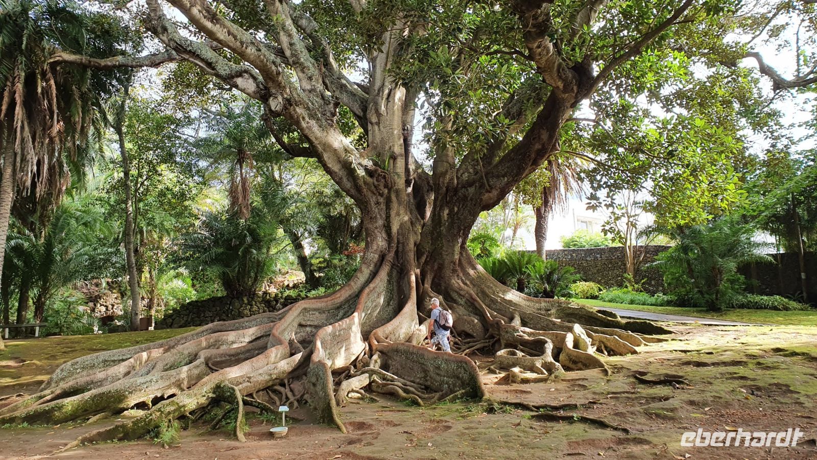 Ponta Delgada, Botanischer Garten Antonio Borges, Riesen figus