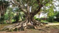 Ponta Delgada, Botanischer Garten Antonio Borges, Riesen figus