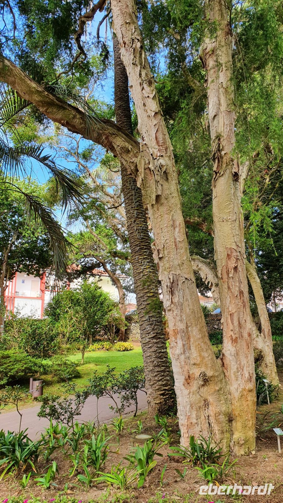 Ponta Delgada, Botanscher Garten Antonio Borges, Papierbaum