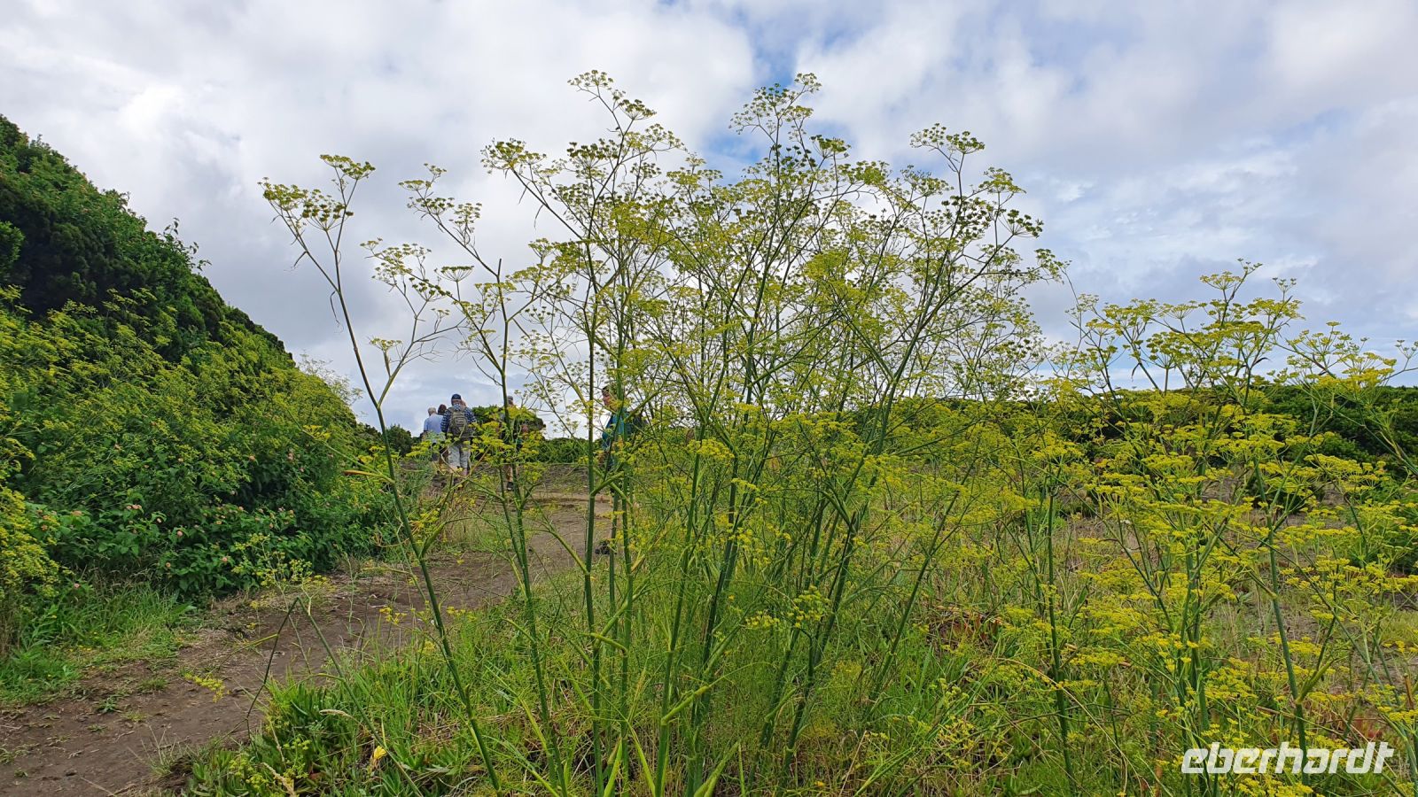 Insel Faial, Fenchel