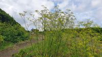 Insel Faial, Fenchel