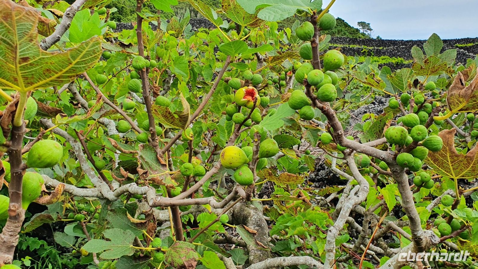 Insel Pico, Feigenbaum