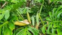 Insel Pico, Monstera mit Blüten und Früchten