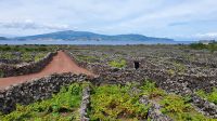 Insel Pico, Weinanbau