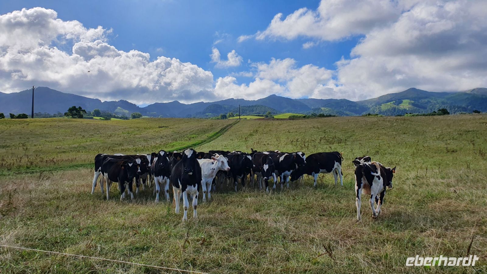 glückliche, neugierige Kühe am Wanderweg