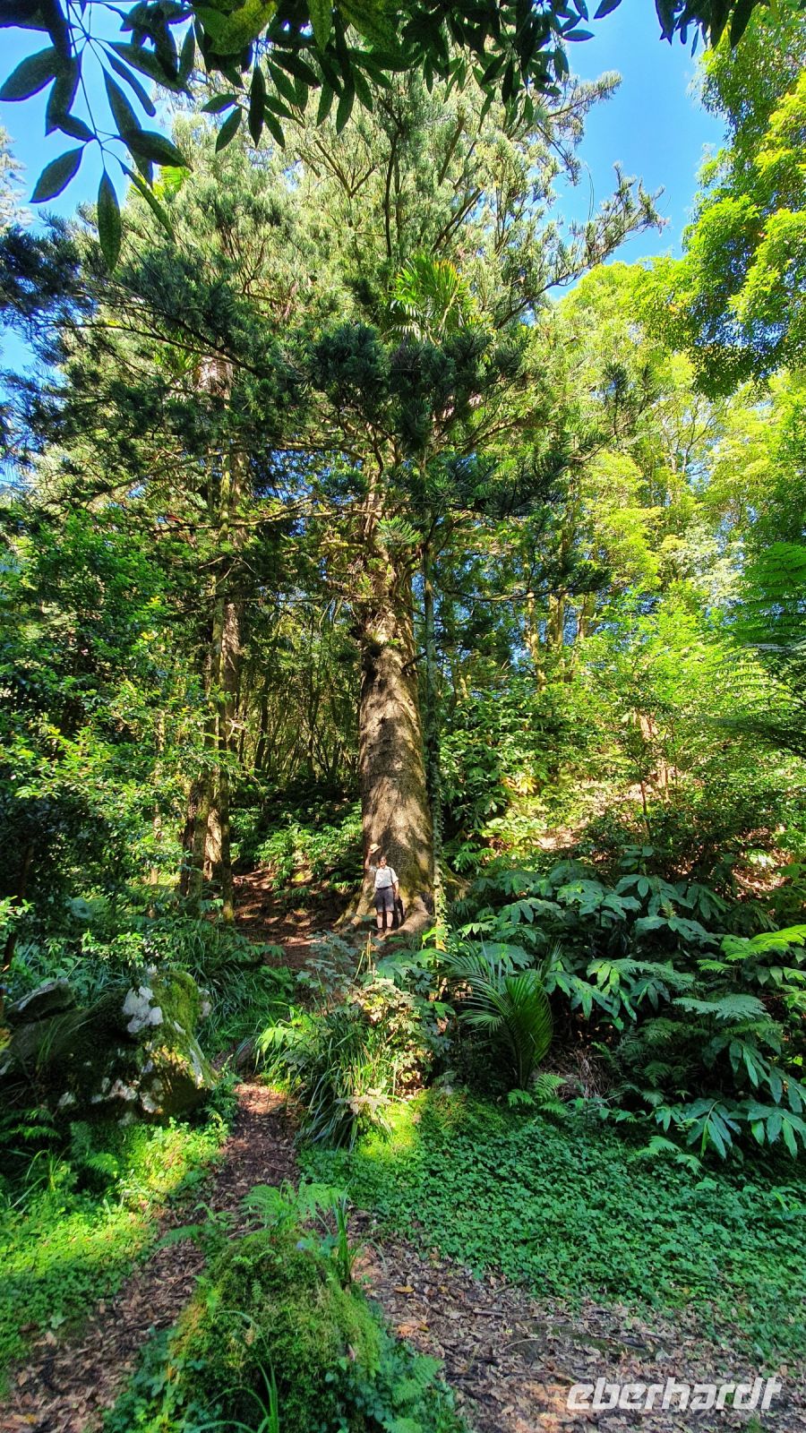 Araukarie mit Jose - Suchbild