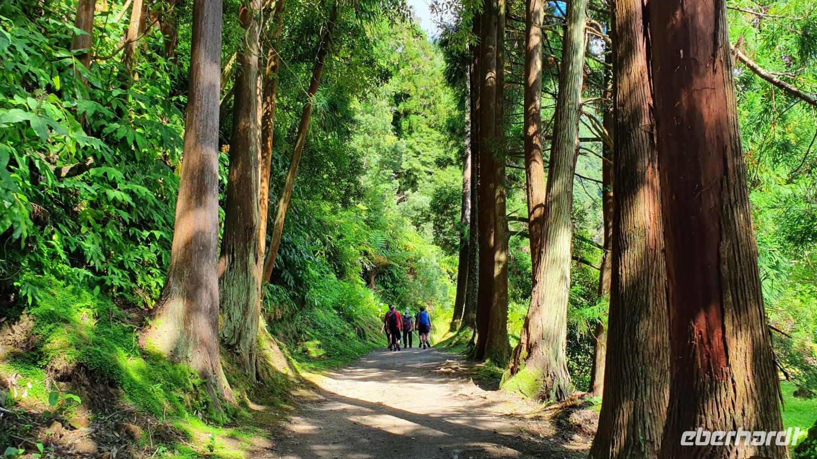Wanderweg am Furnassee mit Sicheltannen