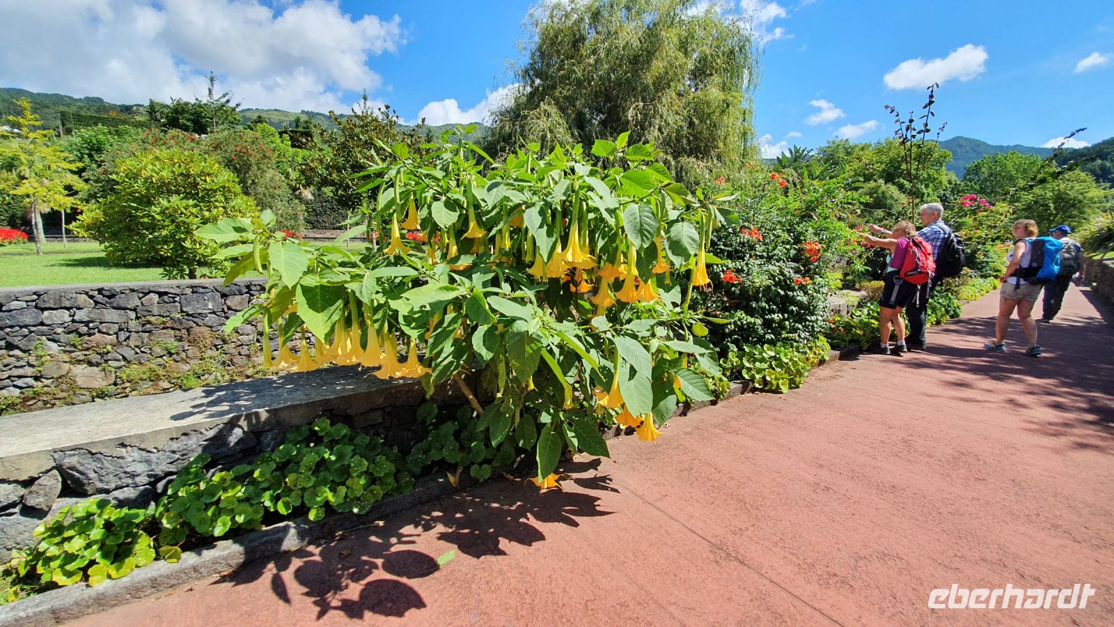 Trompetenbaum im Stadtpark von Furnas