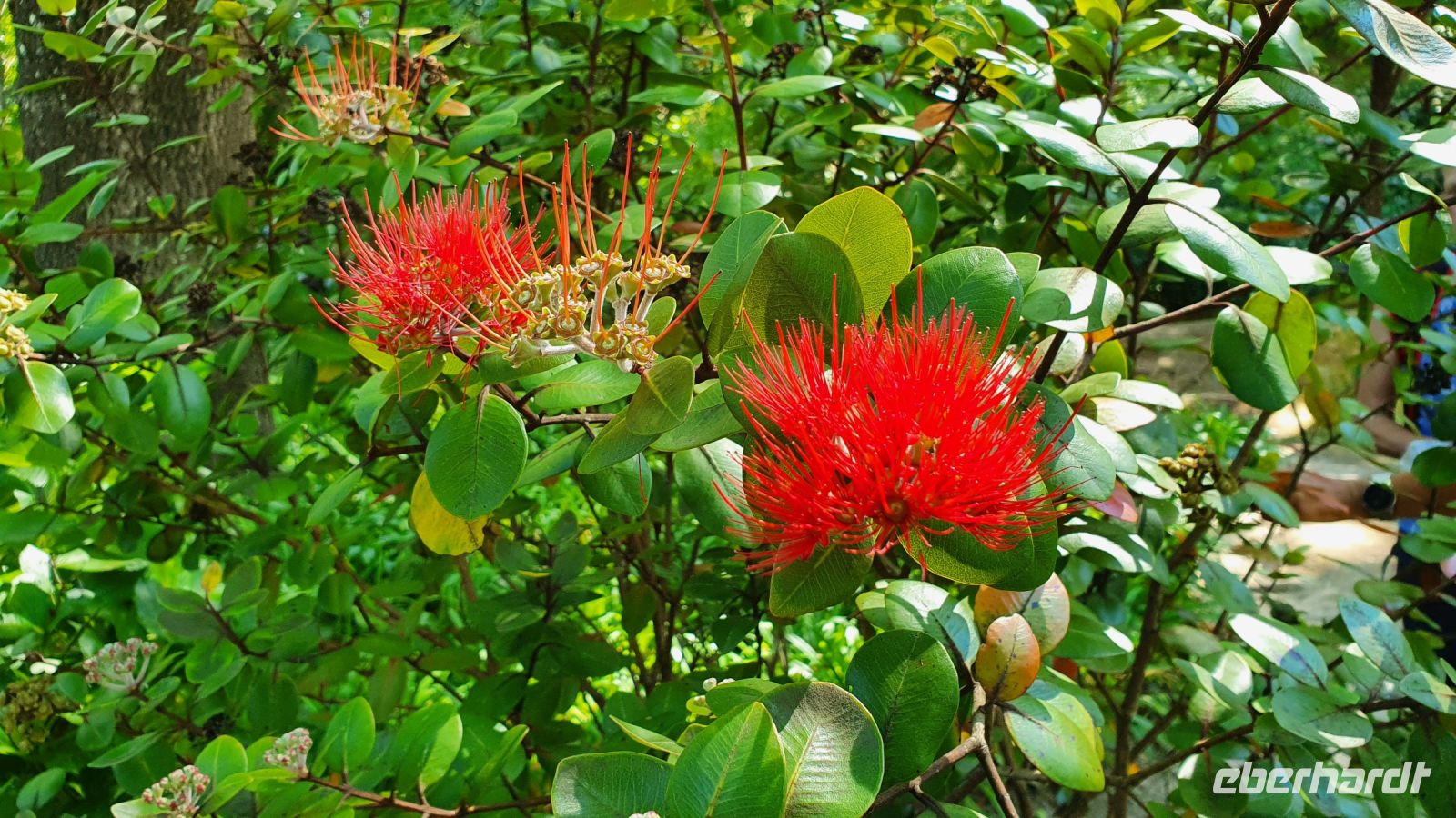 Furnas, Terra Nostra Park, Blüten vom neuseeländischen Eisenholzbaum