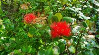 Furnas, Terra Nostra Park, Blüten vom neuseeländischen Eisenholzbaum