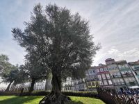 Im Stadtpark stehen alte knorrige Olivenbäume, Porto