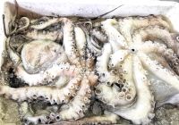Pulpo, Tintenfisch auf dem Fischmarkt von Aveiro