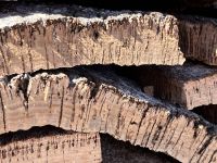 099 Korkeichenfabrik bei Evora