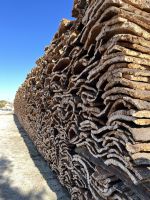 100 Korkeichenfabrik bei Evora