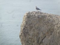 Nazaré - Blick von Sitio