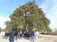 Azaruja, Korkfabrik Corticarte