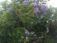 Lagos, Jacaranda