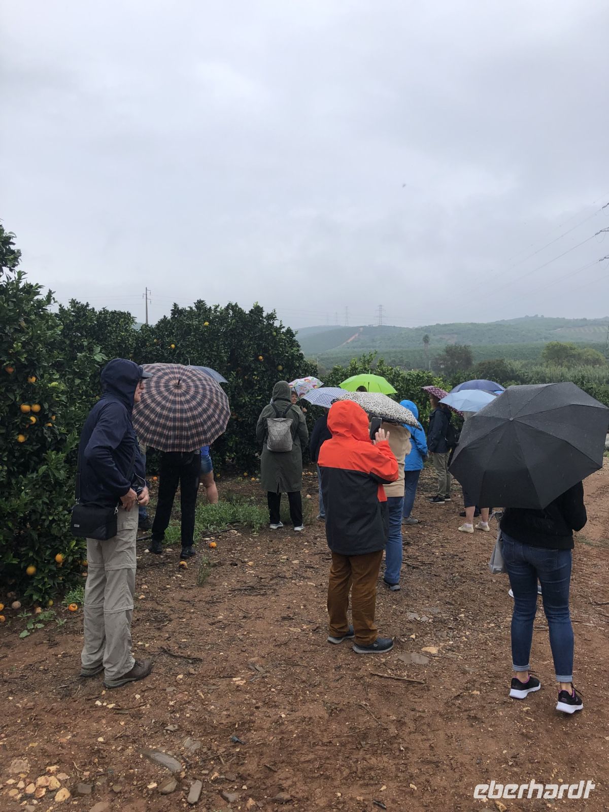 Orangenplantage bei Regen