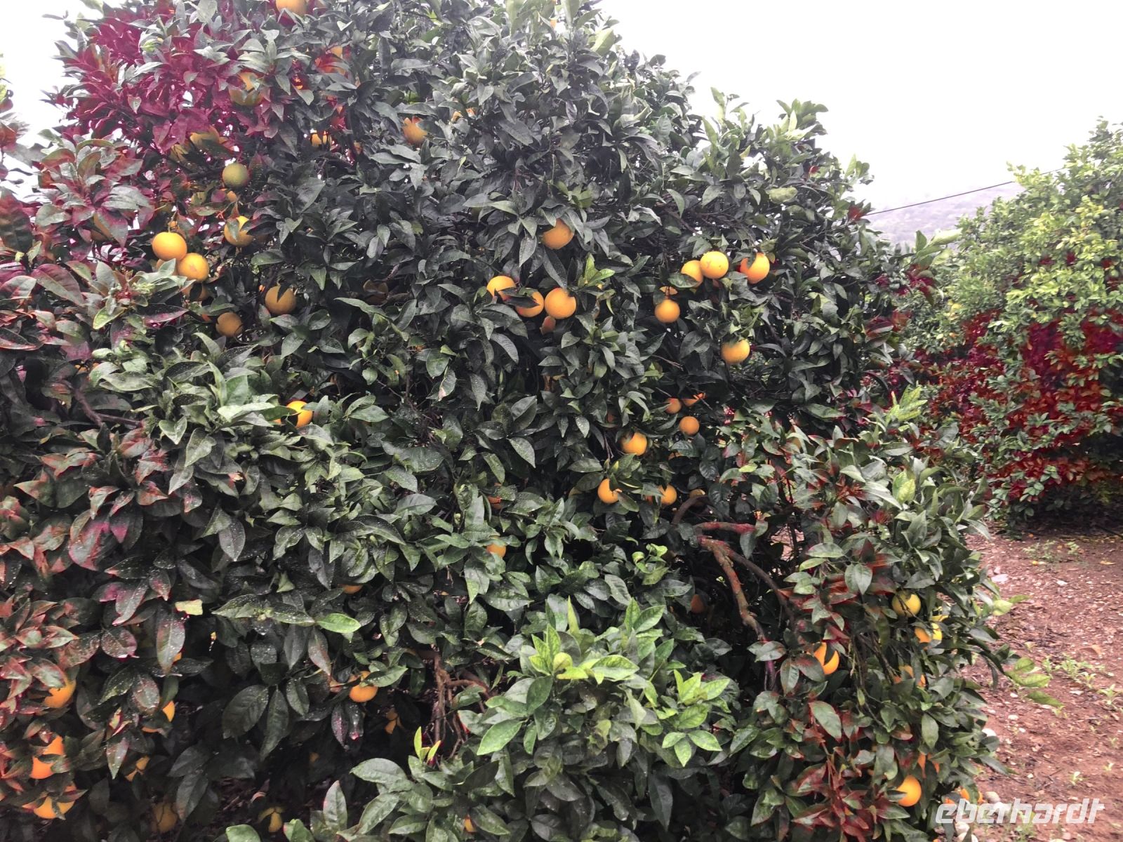 Zitrusfrüchte warten auf Erntehelfer