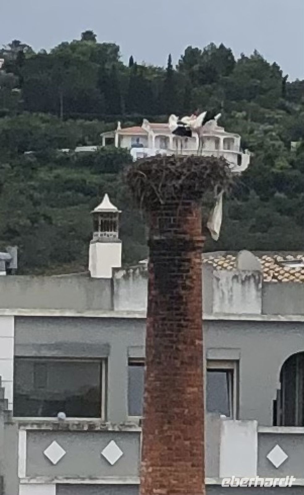 überall Gevatter Storch