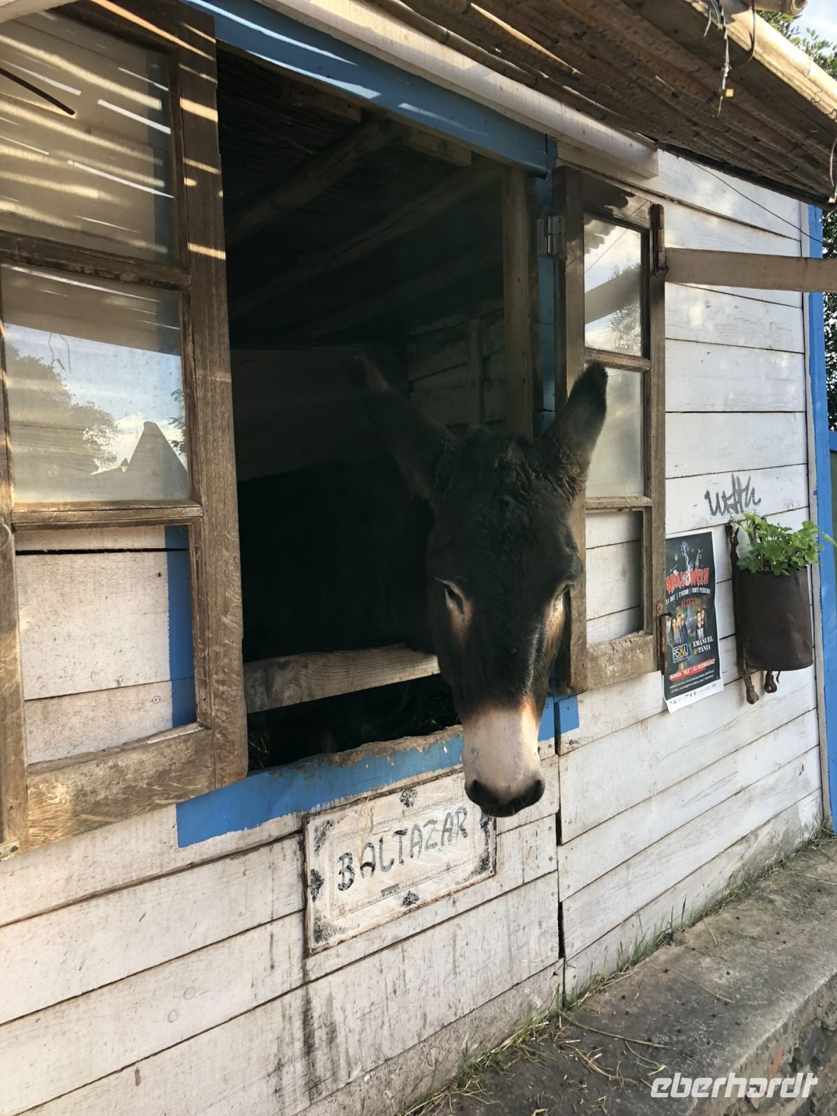Esel Baltazar im Bergdorf Alte