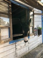 Esel Baltazar im Bergdorf Alte