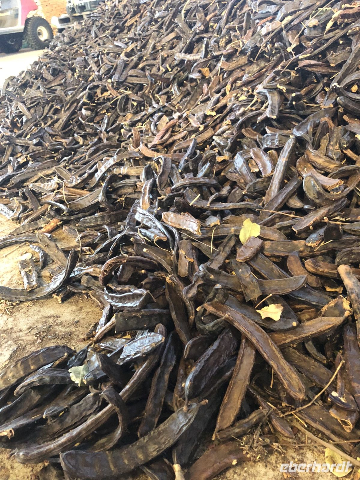 Johannisbrotfrüchte