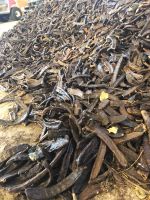 Johannisbrotfrüchte