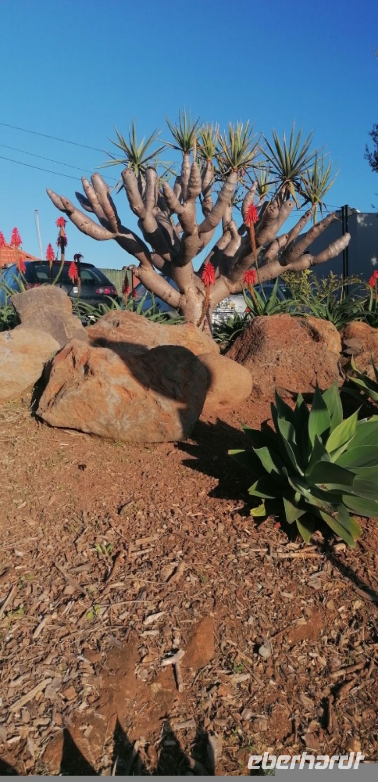 2 herrliche Natur auf Madeira