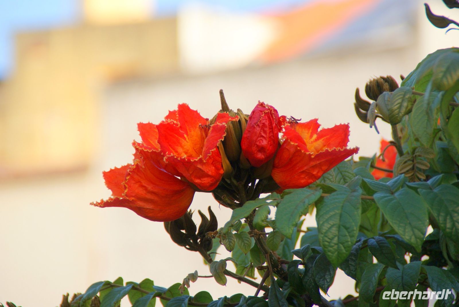 10 Afrikanischer Tulpenbaum