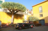 45 Drachenbaum mit Oldtimer